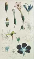 Plate XII, Letter XVI Pentandria Monagia, Various Flowers with Five Stamens, Illustrating Elements of Botany as Explained by Carolus Linnaeus (1707-78), engraved by the artist, pub. by B. White and Son